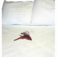 AB CottonGuard Mattress Pad